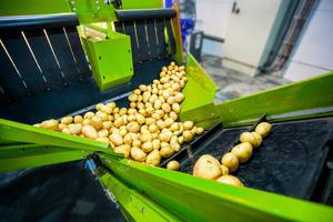 Potato sorting and packing factory with automated machine close up